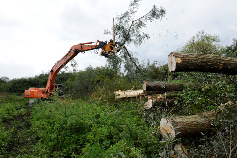 Deboisement Arbres